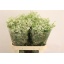 product/img.floraplaza.nl/111966-80-LIVE_fotos-0xFFC303685A98E73903A92CD9EE847E375988CEEF.jpg