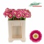 product/img.floraplaza.nl/112007-50-LIVE_fotos-0xB716822927EB1187A4BB73B40A8D93393BF7123A.jpg
