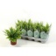 product/img.floraplaza.nl/112016-12-LIVE_fotos-0x3F1C85C51B0383AE39F113CFD0A1117D5E997FF9.jpg