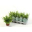 product/img.floraplaza.nl/112016-12-LIVE_fotos-0xF84C6C48019C8D3836DBCC0C768773700A25EDA0.jpg