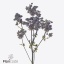 product/img.floraplaza.nl/112141-50-ART_fotos-VBN-vbn112141.jpg
