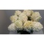 product/img.floraplaza.nl/112143-70-LIVE_fotos-0xA74723F5D887B3F8F587299C9914A6146F4D85EE.jpg