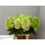 product/img.floraplaza.nl/112143-70-LIVE_fotos-0xE2917CE5C08806BED696614D07A37FDF0F0BC0C0.jpg