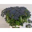 product/img.floraplaza.nl/112204-65-LIVE_fotos-0xBC391D6AED72399926E2A38E8360B20815F97D37.jpg