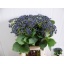 product/img.floraplaza.nl/112204-65-LIVE_fotos-0xDEBBAD61DD066D0393FD52DBE3748F9CF9D6BA0F.jpg