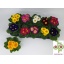 product/img.floraplaza.nl/112357-510-LIVE_fotos-0x0FE77D5C2E9DC50C77E6B12BA5603879E1EAC59D.jpg