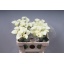product/img.floraplaza.nl/112363-55-LIVE_fotos-0x2D65236169DCD9B39E197FABD066BAB14426738B.jpg