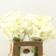 product/img.floraplaza.nl/112363-55-LIVE_fotos-0xE29FCB8A3650D1F64489DA23A25B3525060E3285.jpg