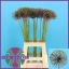 product/img.floraplaza.nl/1124-70-LIVE_fotos-0xA3FB4FE11F22E6DEAA6D1C9A0451A78ACF70C6E5.jpg