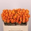 product/img.floraplaza.nl/112548-50-LIVE_fotos-0x0D4CA3887B6B2BCE1B20338A424A6EFE0E40AD16.jpg