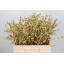 product/img.floraplaza.nl/112612-60-LIVE_fotos-0xBBB2D98BF94BDEB26FE9F8203F9A6F63EE5F33E7.jpg