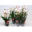product/img.floraplaza.nl/112686-12-LIVE_fotos-0xCEB0CA5E0D12EA7DC28AF51836C781EAB1D45085.jpg