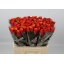 product/img.floraplaza.nl/112767-60AGRI-LIVE_fotos-0xA45F449AB9FDD5B0CA0BE95A2FBBB717DD88BD40.jpg