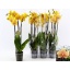 product/img.floraplaza.nl/112890-12-LIVE_fotos-0x7243D2D1BB7B95FF86A08A8125CC666BFE799E77.jpg
