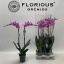 product/img.floraplaza.nl/112892-15-LIVE_fotos-0x2C52F10D89FB5FCE9A8DA2ECAD09E76CB27C7E83.jpg