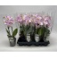 product/img.floraplaza.nl/112892-9-LIVE_fotos-0xDBC82353A15467670635FC9235AA69D3D9E11EE5.jpg