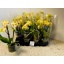 product/img.floraplaza.nl/112893-12Y-LIVE_fotos-0x92D538F91F3F82B34384BE080844CE4D3E8F631B.jpg