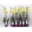 product/img.floraplaza.nl/112893-12Y-LIVE_fotos-0xEF12739ED83D2E3CCB58F751339366840ACDD407.jpg