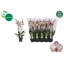 product/img.floraplaza.nl/112893-12Y-LIVE_fotos-0xFDEF686792CA7F2EDECC43D6A723266A909EC3C6.jpg