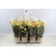 product/img.floraplaza.nl/112893-9-LIVE_fotos-0x24BEA50A8A68D1800C5ADD5A9003D11CC5327CCB.jpg