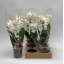 product/img.floraplaza.nl/112894-12-LIVE_fotos-0x7CECA6E08921A771128EECDE6EFE65A39366129B.jpg