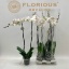product/img.floraplaza.nl/112894-15-LIVE_fotos-0x5D1ABBBB569A8FDFE8951261DEA108F86189ABC6.jpg