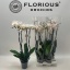 product/img.floraplaza.nl/112894-15-LIVE_fotos-0x60FF4D0C09302586312712F43297623E57546D6D.jpg