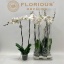 product/img.floraplaza.nl/112894-15-LIVE_fotos-0x67EF80FDBE28E107CF1CFC2691A183CFB850FF95.jpg