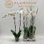product/img.floraplaza.nl/112894-15-LIVE_fotos-0x823C8A8B551EBAB8331D4DDA1758238EF82FDF51.jpg