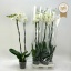 product/img.floraplaza.nl/112894-15-LIVE_fotos-0xA04CAF8E820ABD79A151B1DDE04BE8BC6A8649A6.jpg