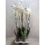 product/img.floraplaza.nl/112894-15-LIVE_fotos-0xAD79A6771BBCEB8CBD1B73E585F7E2E92E708AA5.jpg