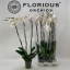 product/img.floraplaza.nl/112894-15-LIVE_fotos-0xBA8DA35DB5804B09513C58135860D78B4724EE3F.jpg