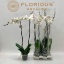product/img.floraplaza.nl/112894-15-LIVE_fotos-0xBDE611DE97758B305D30DC7D4A5FD46DE63C8538.jpg