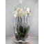 product/img.floraplaza.nl/112894-15-LIVE_fotos-0xFC65402F4562A42165CE0B344C4429D3C4BEB634.jpg