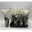 product/img.floraplaza.nl/112894-9-LIVE_fotos-0x106A358EA2B493887FFAE66D94AE68A3DD654071.jpg