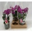 product/img.floraplaza.nl/112895-12-LIVE_fotos-0xE7A091C6DEB5DEC78AC30DDC1C840377E0ECA08D.jpg