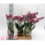 product/img.floraplaza.nl/112895-13-LIVE_fotos-0x2B6716A6C5D16E67E4E008E977524FDABA044EE4.jpg