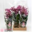 product/img.floraplaza.nl/112895-13-LIVE_fotos-0xB3B84C87BA80071AC3E3DEF0ED98537D6821FC6E.jpg