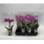 product/img.floraplaza.nl/112895-9-LIVE_fotos-0xF82092DC8529A02F186E75B1206D3AF79EDB095E.jpg