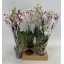 product/img.floraplaza.nl/112897-12-LIVE_fotos-0xB9FDC6234E60B3FBBB22216121DC8DE4EC241BE4.jpg