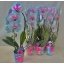 product/img.floraplaza.nl/112897-12-LIVE_fotos-0xD48B55B445B4DE061E66EBD83BED92275818E3AA.jpg