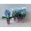 product/img.floraplaza.nl/112897-9-LIVE_fotos-0xA016F93C82E78DB5A11FF98DF6002B672E929D6D.jpg