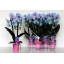 product/img.floraplaza.nl/112897-9B-LIVE_fotos-0x6D261ABF8A9256ABA5514D4E0EDE88894646C0E2.jpg