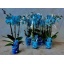 product/img.floraplaza.nl/112897-9B-LIVE_fotos-0xEAA71F2FE98A757EA1AC92C05823A4C09FD276C5.jpg