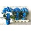 product/img.floraplaza.nl/112897-LIVE_fotos-0xDB7BA0ABC6934F887AA4E17B7CAC923ED3110E08.jpg