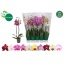 product/img.floraplaza.nl/112898-12-LIVE_fotos-0xDAF70AF13DBA83706B17A2A7C635DF3610082AEE.jpg