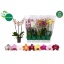 product/img.floraplaza.nl/112899-12-LIVE_fotos-0x4B6E6FC5CA20C91D21317DF189918FBE0C2DCF5F.jpg