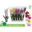 product/img.floraplaza.nl/112901-12-LIVE_fotos-0x1AB8BAC0A65F247F1BC32D610891B234F58B64AD.jpg