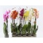 product/img.floraplaza.nl/112901-12-LIVE_fotos-0xAE0890AEEF8E5BC0B07257B8CA67E9CD4A3CFAF0.jpg