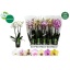 product/img.floraplaza.nl/112902-12-LIVE_fotos-0x96C12A8C70E291CE411D5C29ACA173D824D2BAEE.jpg